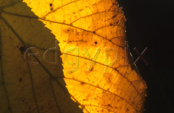 Comp image : alav113 