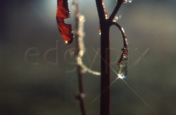 Comp image : sewi0123 