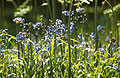 Sunlit bluebells in an English wood, against a dark background
