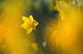 A single yellow daffodil in spring sunshine, seen through very soft focus flower heads in the foreground.